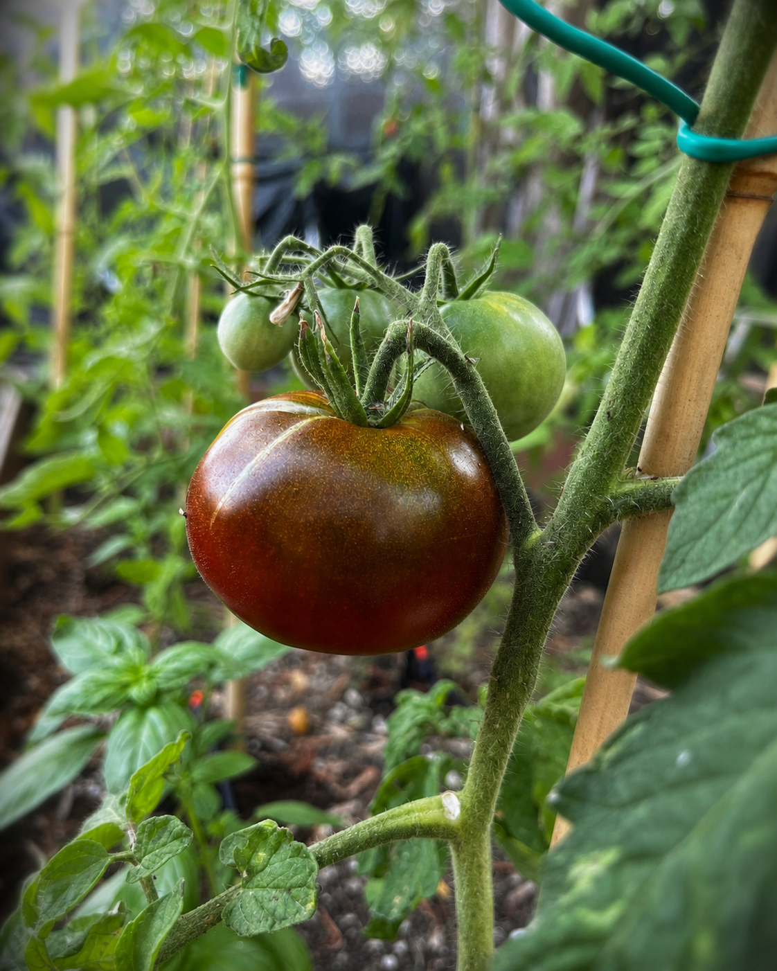 Tre pomodori piccoli in crescita su una pianta, con foglie e tutore di bambu